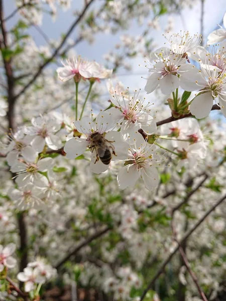 Anfang Mai Unter Kazan Blühenden Gärten Hummeln Und Bienen Sammeln — Stockfoto