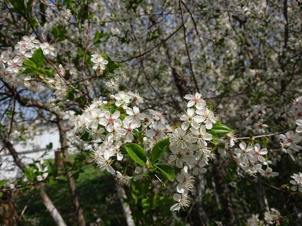 Début Mai Sous Les Jardins Fleuris Kazan Les Bourdons Les — Photo