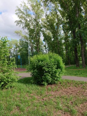 Kazan parkında bir ağacın yeşil yaprakları