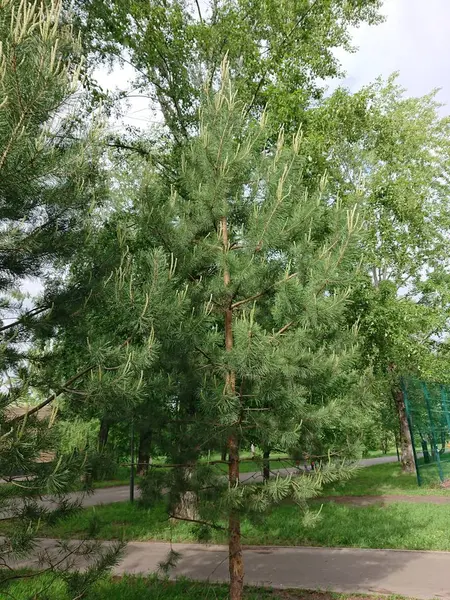 Kazan Parkında Bir Ağacın Yeşil Yaprakları — Stok fotoğraf
