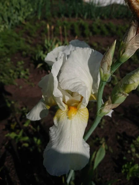 Kraliyet Iris Çiçek Closeup Yılbaşı Tören — Stok fotoğraf