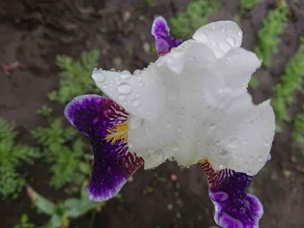 Nahaufnahme Der Blume Der Königlichen Iris Weihnachten Trauung — Stockfoto
