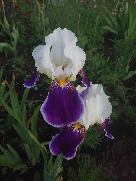 王室アイリスの花のクローズアップ 美しい — ストック写真