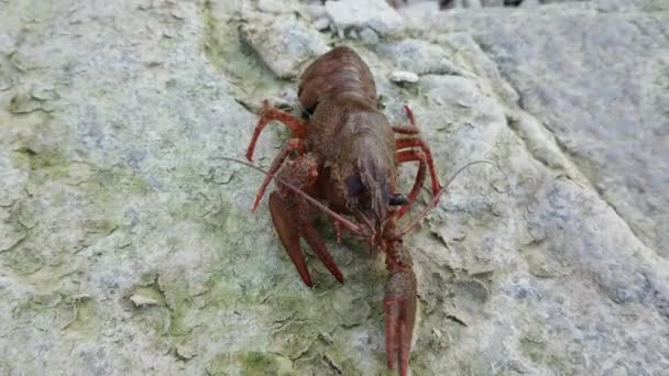 岩石上的小龙虾寻找产卵的地方 — 图库视频影像