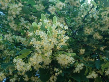 Arılar, kireç ağaçlarından 80 kilometreden fazla yaşayan ıhlamur çiçeklerine uçar diyorlar