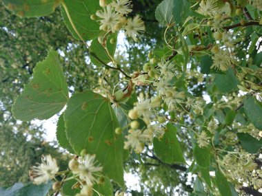 Arılar, kireç ağaçlarından 80 kilometreden fazla yaşayan ıhlamur çiçeklerine uçar diyorlar