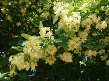 Arılar, kireç ağaçlarından 80 kilometreden fazla yaşayan ıhlamur çiçeklerine uçar diyorlar