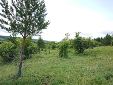 Yeşil tarlalı ve mavi gökyüzüyle manzara