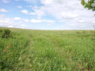 Yeşil tarlalı ve mavi gökyüzüyle manzara