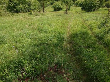 Yeşil tarlalı ve mavi gökyüzüyle manzara