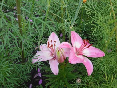 Yeşil çimenlerin arka planında pembe çiçek. Doğal, büyümek.