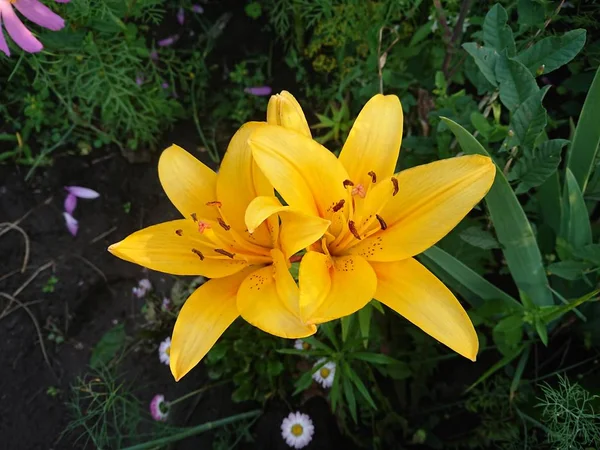 Sarı Zambaklar Bahçede — Stok fotoğraf