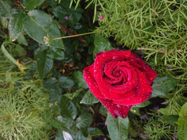 Fleur Rose Sur Fond Herbe Verte Naturel Grandir — Photo