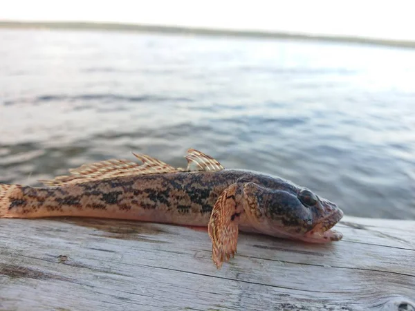 Rotan Fish Caught Volga River Kazan — Stock Photo, Image