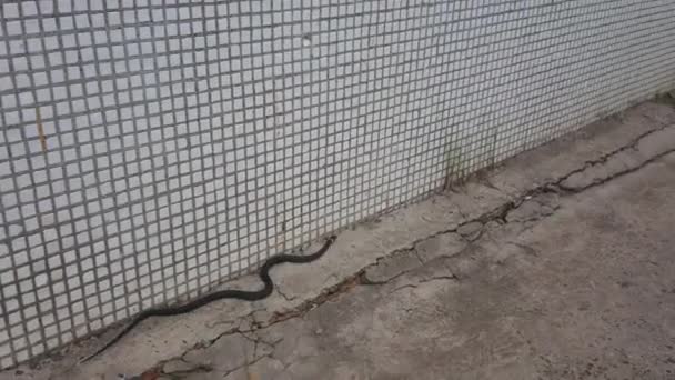 すごい 病気の街でヘビを見る — ストック動画