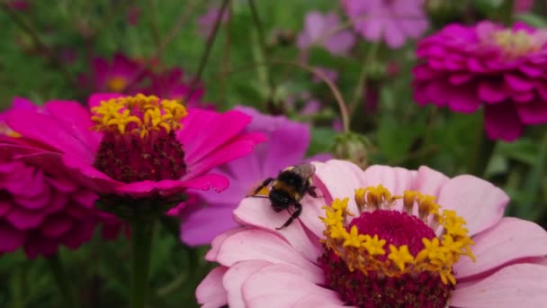 Roze Bloem Een Achtergrond Van Groen Gras — Stockvideo