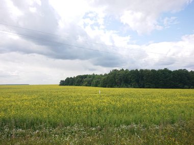 Yeşil tarlalı ve mavi gökyüzüyle manzara