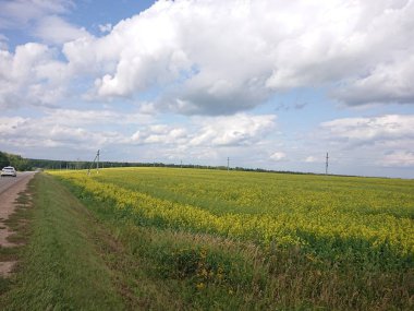 Yeşil tarlalı ve mavi gökyüzüyle manzara