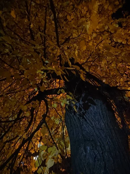 Boa Noite Árvore Outono Iluminada Pelos Faróis Dos Carros Que — Fotografia de Stock