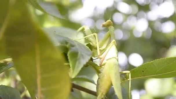 緑のカマキリ 木の上の生活 — ストック動画