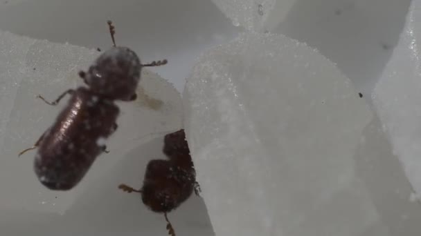 Zararlı Böcek Weevil Pirinç Kabuğu Çıkarılmış Tane Içinde Yaşıyor — Stok video