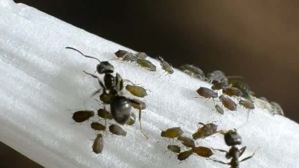 Μυρμήγκια Μεγαλώνουν Αφίδες Ένα Λουλούδι — Αρχείο Βίντεο