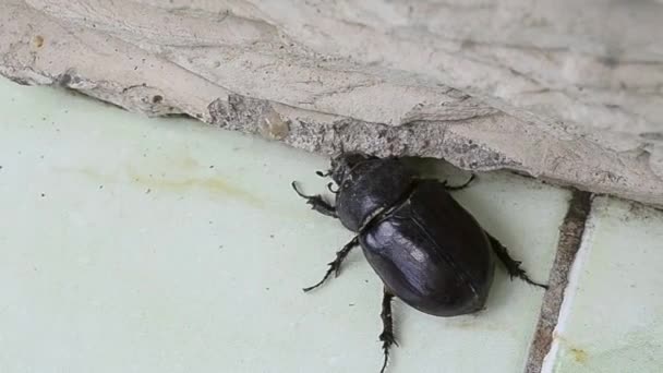 Kever Dung Beetle Proberen Krijgen Muur — Stockvideo