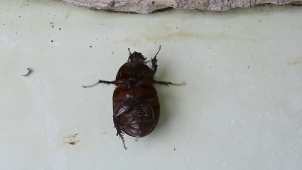 Escarabajo Estiércol Vuelta — Vídeo de stock