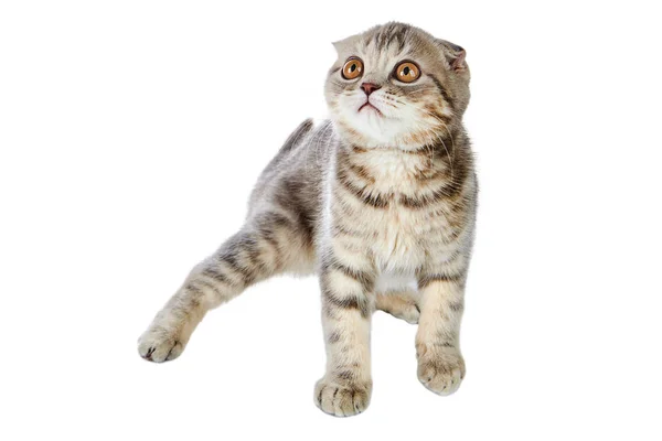 Lekfull Kattunge Scottish Fold Katt Isolerad Vit Bakgrund — Stockfoto