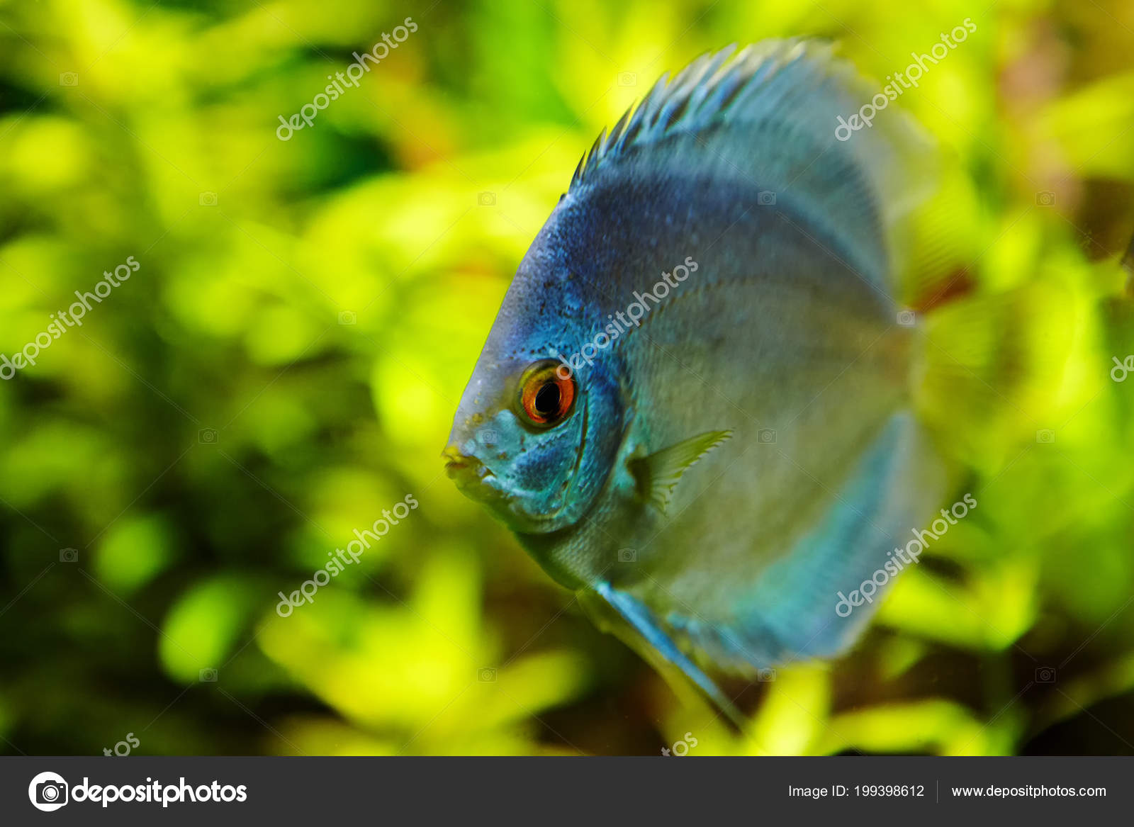 Poissons Tropicaux Bleu Discus Dans écosystème Naturel