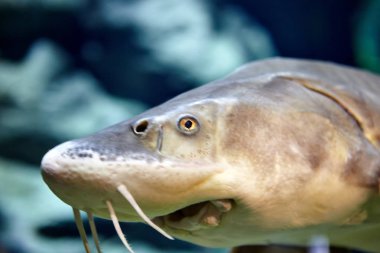 Su, doğal ortamlarında, tatlı su balığı yakın çekim Başkanı altında Sibirya mersin balığı.