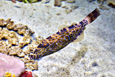 Bir mavi nokta kirpi balığı veya doğal ekosistem Ocellated Toby.