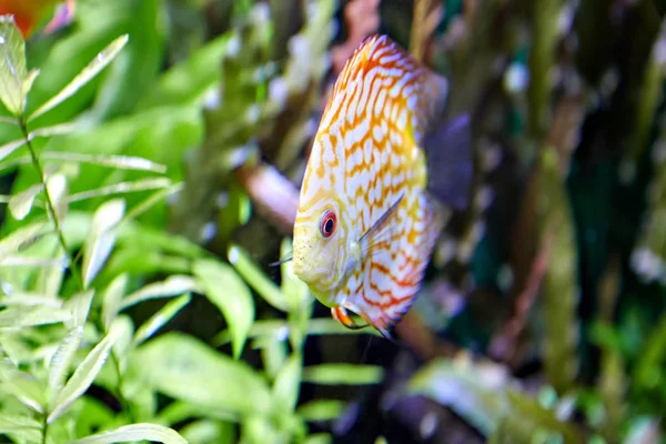 Aquarienfische Aus Südamerika Diskusskorpion Unter Wasser — Stockfoto