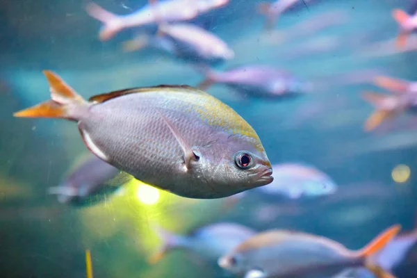 Shoal Tropical Marine Fish Yellowback Fusilier Caesio Xanthonota Natural Ecosystem — Stock Photo, Image