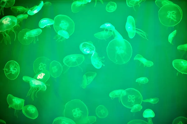 Birçok Denizanası Veya Aurelia Aurita Yeşil Arka Işık Ile Tuzlu — Stok fotoğraf