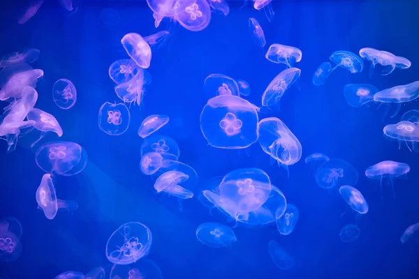 Aquário Marinho Repleto Medusas Com Luz Fundo Azul — Fotografia de Stock