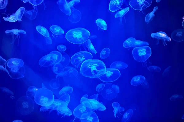 Lot Transparent Jellyfish Marine Aquarium Blue Backlight — Stock Photo, Image