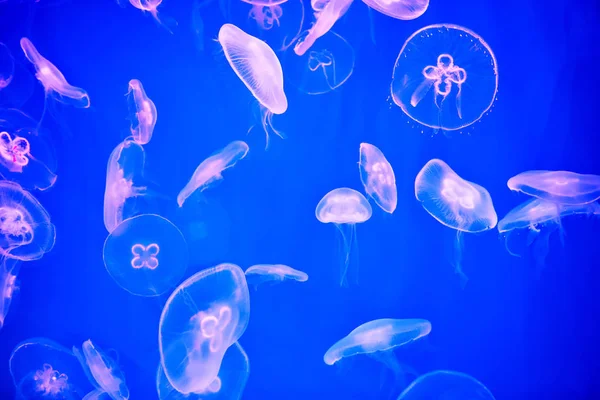 Saltvatten Akvarium Fyllda Med Maneter Med Blå Bakgrundsbelysning — Stockfoto