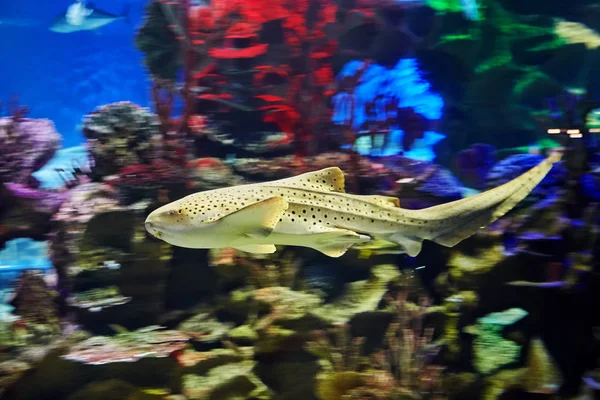 Bir Leopar Semifasciata Deniz Suyu Akvaryum Köpek Balığı Triakis Hareket — Stok fotoğraf