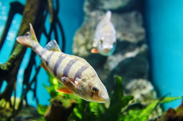 European River Perch Eurasian Perch Striped Carnivorous Fish Glass Freshwater — Stock Photo, Image