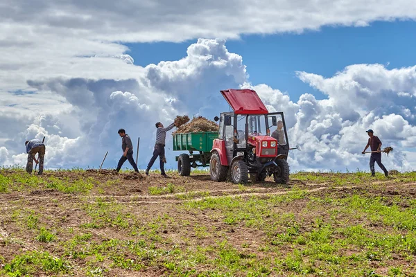 Pskov Rusia Julio 2018 Obras Agrícolas Campo Agricultores Grupo Campesinos —  Fotos de Stock