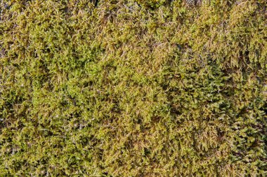 Koyu yeşil yosun yakın çekim, doku zemin için.