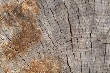 Yapısı ve kesilmiş bir oturum için zemin dokusu küçük çatlaklar.