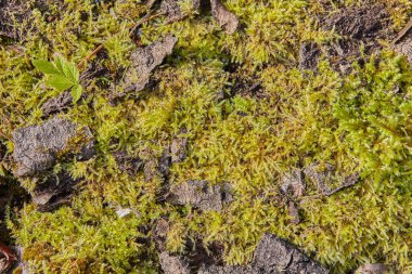 Bir ağaç için zemin dokusu kabuğu üzerinde parlak yeşil yosun yetişir.