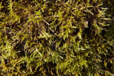 Close-up of bright green moss with long small branches, texture for background. clipart