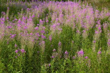 Kırsal alandaki vahşi mor maitohorsma büyür.