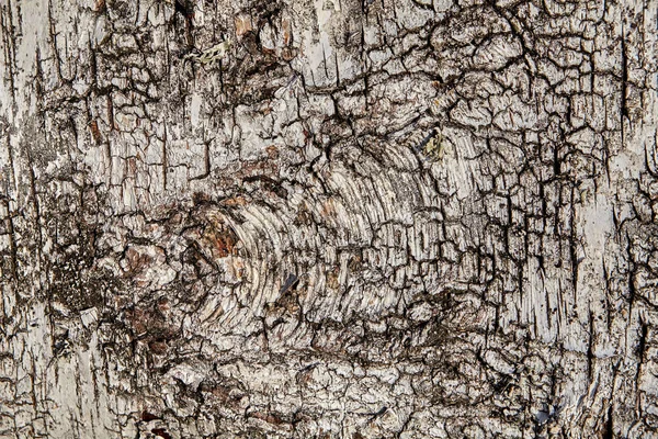 Struktur Des Braunen Baumstammes Textur Für Den Hintergrund — Stockfoto
