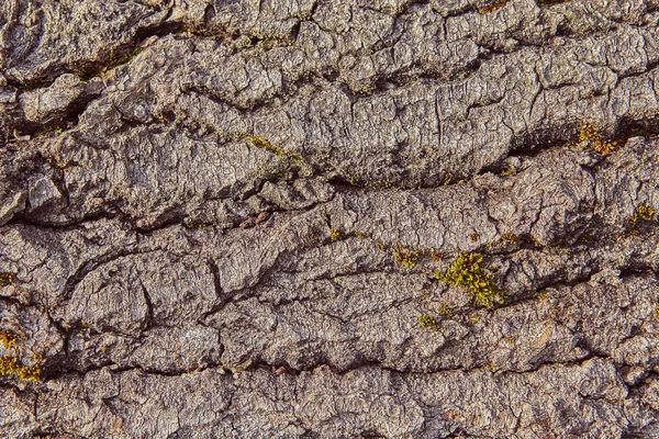 Moss 背景のテクスチャの部分と木の質感 — ストック写真