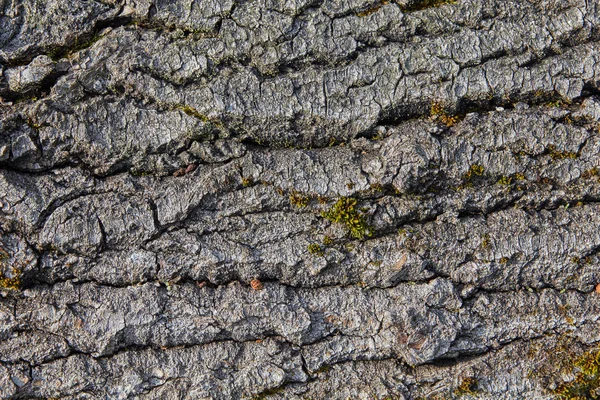 Struttura Albero Con Pezzi Muschio Struttura Sfondo — Foto Stock