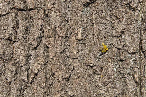 Structure of a tree with a small piece of yellow moss, texture for backdrop.